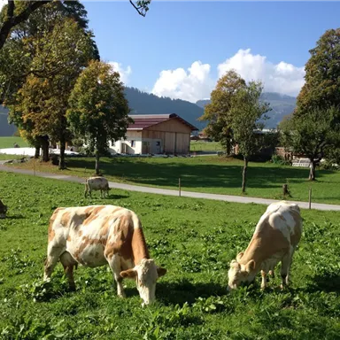Eine idyllische Landschaft mit grasenden Kühen auf einer Wiese. Im Hintergrund sind Bäume und ein Bauernhaus zu sehen.