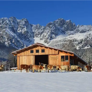 Eine rustikale Scheune steht vor beeindruckenden, schneebedeckten Bergen. Kühe grasen friedlich im Schnee.
