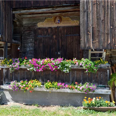 A rustic barn with a wooden facade and colorful flowers in boxes. The entrance area is friendly and inviting.