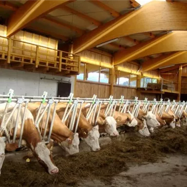 Eine moderne Stallanlage mit Kühen, die an Futtertröge angebunden sind. Der Raum hat eine helle und freundliche Atmosphäre durch große Fenster und Holzakzente.