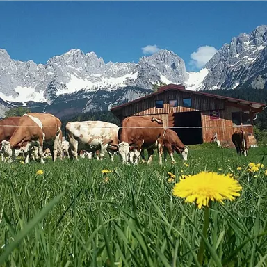 Eine Idylle auf dem Bauernhof mit Kühen auf einer grünen Wiese. Im Hintergrund sind majestätische Berge und ein traditionelles Holzgebäude zu sehen.