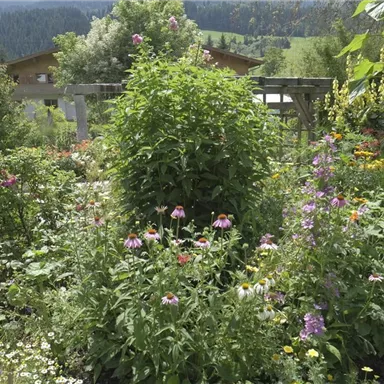 A blooming garden with colorful flowers and green bushes. In the background, gentle hills and a house can be seen.