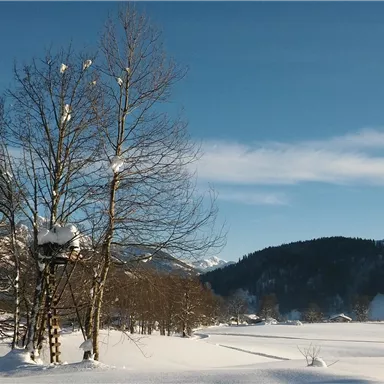 A snowy landscape with bare trees and a clear blue sky. Gentle hills are visible in the background.