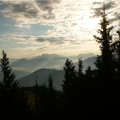 A picturesque mountain view with tall fir trees and a cloudy sky. The gentle hills stretch out in the distance.