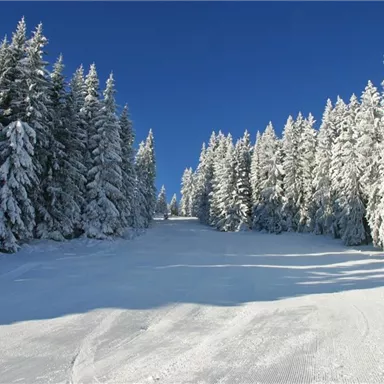 A snowy winter landscape with tall, snow-covered fir trees. The sky is clear and blue, and the path is well groomed.