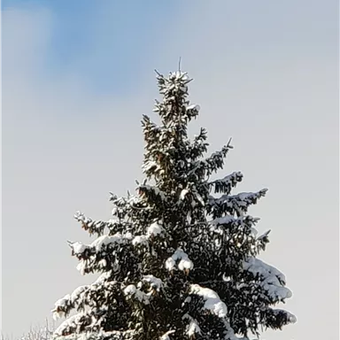 A snow-covered tree under a blue sky. The branches are covered with fresh snow.