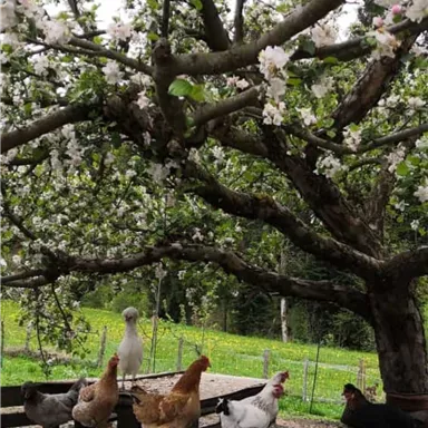A group of chickens is standing under a blooming tree. In the background, a green meadow can be seen.