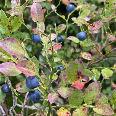 Ein Strauch mit blauen Heidelbeeren und bunten, verfärbten Blättern. Die Szene vermittelt den Eindruck einer herbstlichen Umgebung.