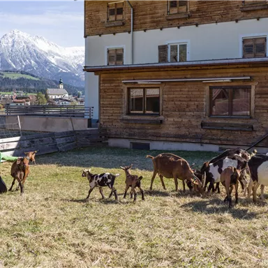 A woman is sitting on a meadow and taking care of goats. In the background, mountains and a wooden building can be seen.