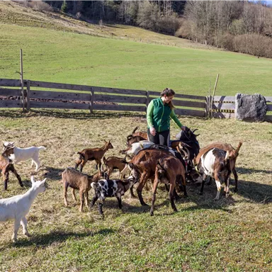A man feeds a group of goats on a meadow. The surroundings are green and rural with a wooden fence in the background.
