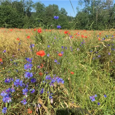A blooming field with red and blue flowers, surrounded by tall grass. In the background, trees and a clear sky are visible.