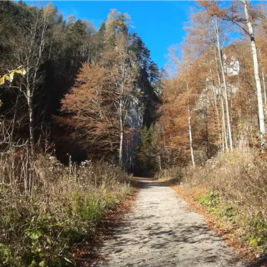 A picturesque hiking trail surrounded by colorful autumn trees. The clear blue sky creates a cheerful atmosphere.