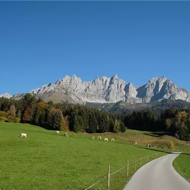Eine malerische Landschaft mit grünen Wiesen und Kühen. Im Hintergrund erheben sich majestätische Berge unter einem klaren blauen Himmel.