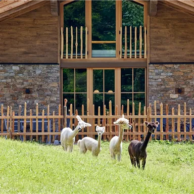 Eine Gruppe von Alpakas steht auf einer grünen Wiese vor einem modernen Holzhaus. Das Haus hat große Fenster und eine schöne Veranda.