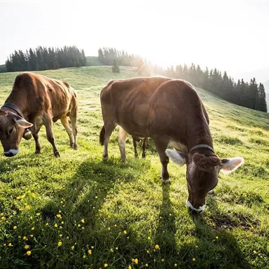Zwei Kühe grasen auf einer grünen Wiese. Im Hintergrund sind sanfte Hügel und Bäume silhouettiert.