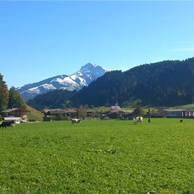 A beautiful, green meadow with cows and a clear mountain landscape in the background. The snow-covered mountains shine in the sunshine.