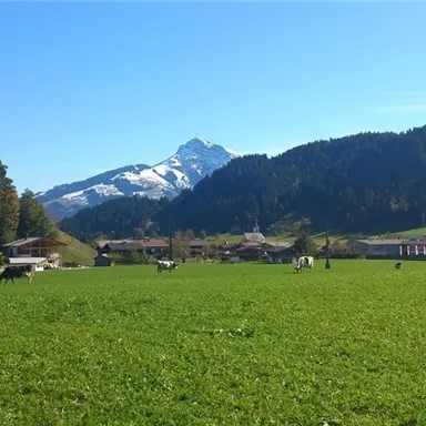 Eine schöne, grüne Wiese mit Kühen und klarer Berglandschaft im Hintergrund. Die schneebedeckten Berge strahlen im Sonnenschein.