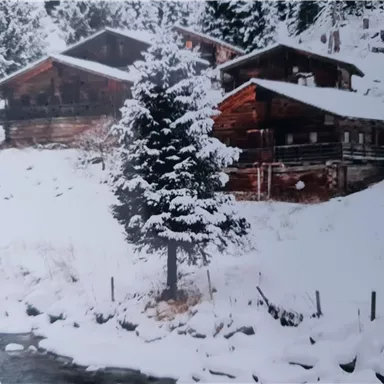 A snowy landscape with several wooden huts. A large green tree stands in the middle, surrounded by snow and a small river.