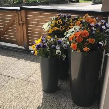 Three large flower pots are standing with colorful violets in a sunny corner. In the background, a wooden gate and a well-kept environment can be seen.