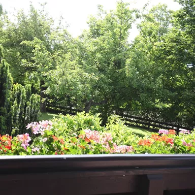 A beautiful balcony view with blooming flowers and lush greenery. In the background, several trees are visible.