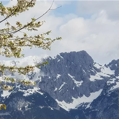 A view of snow-covered mountains under a cloudy sky. In the foreground, trees bloom with white flowers.