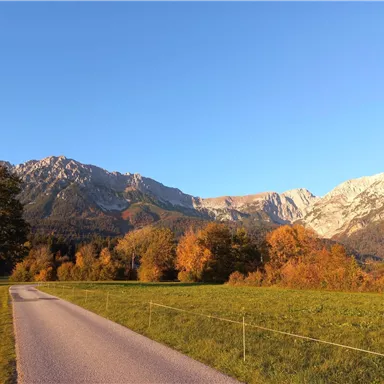 Eine malerische Landschaft mit Bergen im Hintergrund und bunten Bäumen im Vordergrund. Eine ruhige Straße führt durch das grüne Tal.