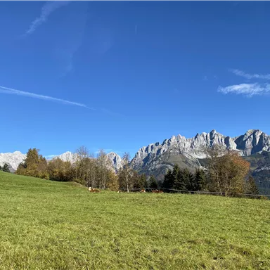 A green meadow with cows in the foreground and majestic mountains in the background. The sky is clear and blue.