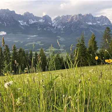 Eine malerische Landschaft mit grünen Wiesen und bunten Blumen. Im Hintergrund erstrecken sich majestätische Berge unter einem hellen Himmel.