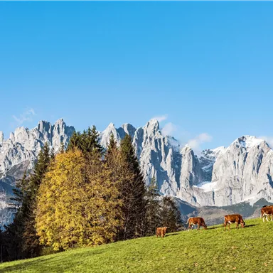 Eine idyllische Landschaft mit grasenden Kühen und majestätischen Bergen im Hintergrund. Der Himmel ist klar und blau, und der Herbstbaum fügt eine schöne Farbpalette hinzu.