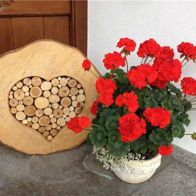 Ein Holzschild in Herzform mit kleinen Holzstücken ist an die Wand gelehnt. Daneben steht ein Topf mit leuchtend roten Geranien.