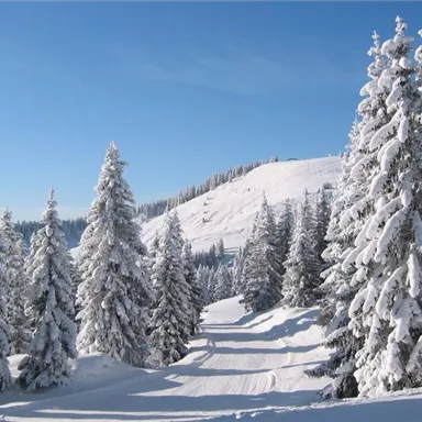 Eine winterliche Landschaft mit schneebedeckten Tannenbäumen und einem klaren blauen Himmel. Der Weg führt durch die verschneite Idylle zu einem sanften Hügel.