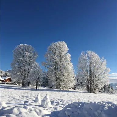 A snowy landscape with tall, frosty trees under a clear blue sky. The snow covers the ground and forms gentle hills.
