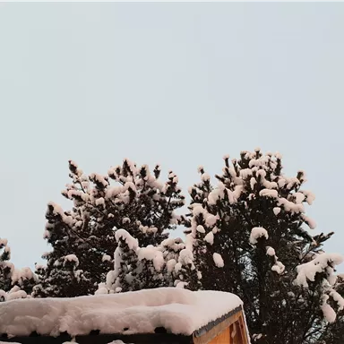 A snowy landscape with pine trees and a bright sky. The snow is on the roof and the branches.