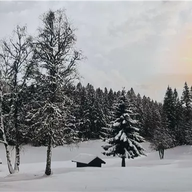 A snowy winter landscape with trees and a clear sky. The sun is slowly rising, immersing the scene in gentle light.