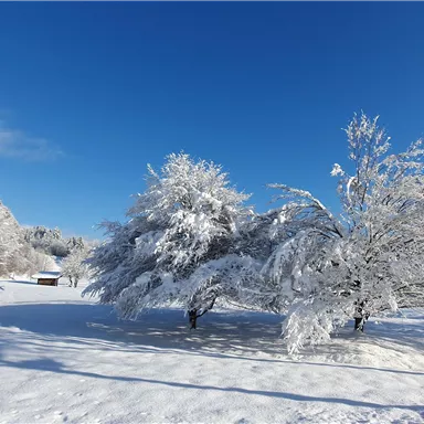 A snowy landscape with trees covered in snow. The sky is clear and blue.