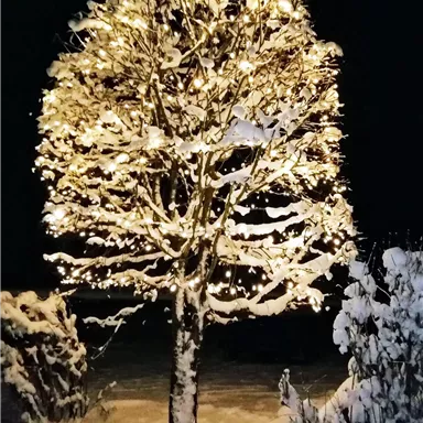 A snow-covered tree illuminated with warm lights stands in the darkness. The white snow blanket creates a festive atmosphere.