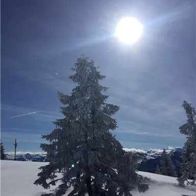 Ein schneebedeckter Baum unter einem strahlenden Sonnenlicht. Der Himmel ist klar und blau, mit einer wunderschönen Berglandschaft im Hintergrund.