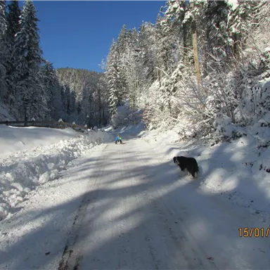 A snowy forest path with tall, snow-covered trees. A dog is standing in the middle of the path, enjoying the winter landscape.