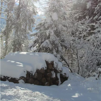 A snowy forest with tall fir trees. On the ground lie logs, covered by a thick layer of snow.