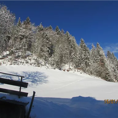 A snowy landscape with tall trees in the background. The sky is blue and clear.