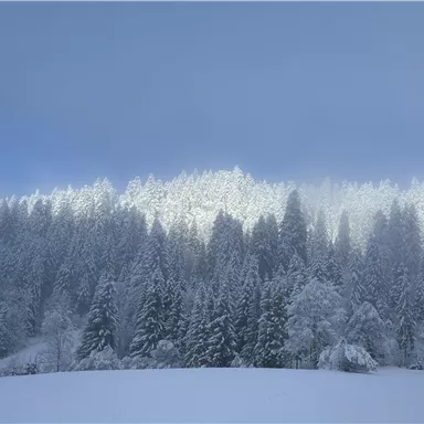 A snowy forest under a clear sky. The trees are covered with a white blanket of snow.