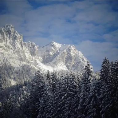 A snowy mountain landscape with high, snow-covered peaks. Dense, green coniferous trees line the foreground.