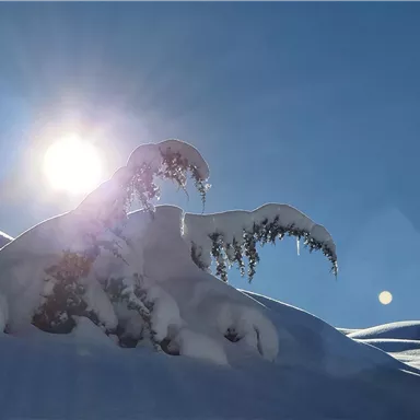 Ein verschneiter Hügel mit einer tiefverschneiten Baumspitze im Vordergrund. Die Sonne scheint hell am blauen Himmel.