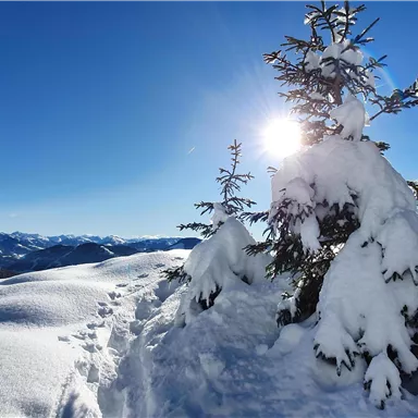 A snowy landscape image with snow-covered trees and bright sunshine. In the background, mountains and a clear blue sky can be seen.