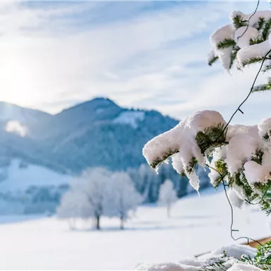 Ein winterlicher Landschaft mit schneebedeckten Bergen und einem klaren Himmel. Im Vordergrund sieht man einen Tannenzweig mit frischem Schnee.