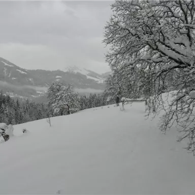 Eine Schneelandschaft mit Bäumen und weißen Hängen. Der Himmel ist bewölkt und die Berge sind in der Ferne sichtbar.