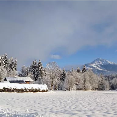 Eine winterliche Landschaft mit schneebedeckten Bäumen und einem ruhigen Bauernhof. Im Hintergrund ist ein hoher Berg unter einem klaren blauen Himmel zu sehen.