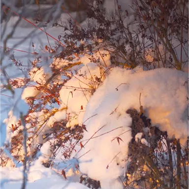 A snow-covered bush with gentle lights in the background. The scene displays the quiet beauty of a winter landscape.