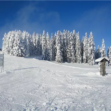 EineWinterlandschaft mit schneebedeckten Bäumen unter einem klaren blauen Himmel. Der Schnee auf dem Boden ist frisch und unberührt.