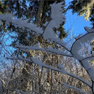 Ein verschneiter Wald mit schneebedeckten Ästen und klarem, blauem Himmel. Die Bäume wirken winterlich und friedlich.